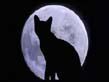 Immagine profilo di gatta.lunatica